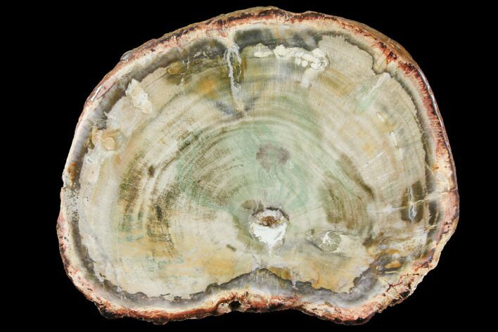 Petrified Wood (Araucaria) Slab - Madagascar #119481